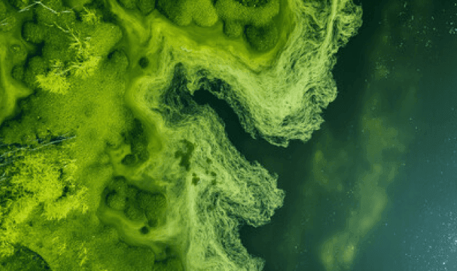 Lough Neagh : Tackling the Blue Green Algae Problem - project showcase image