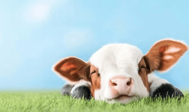DAERA : Sustainable Livestock Slurry Competition - project showcase image