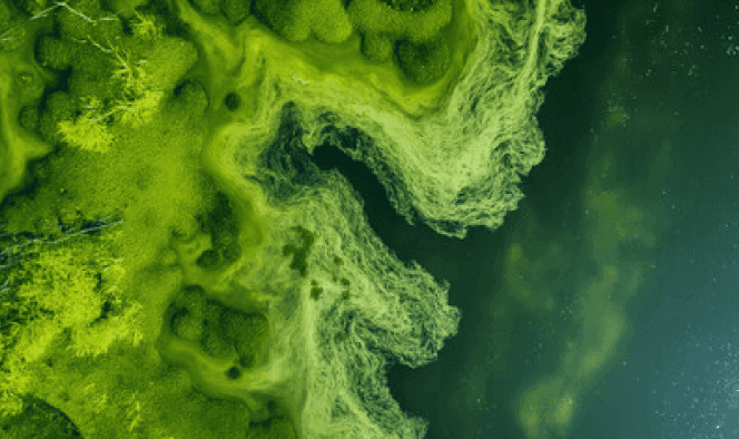 Lough Neagh : Tackling the Blue Green Algae Problem - project showcase image